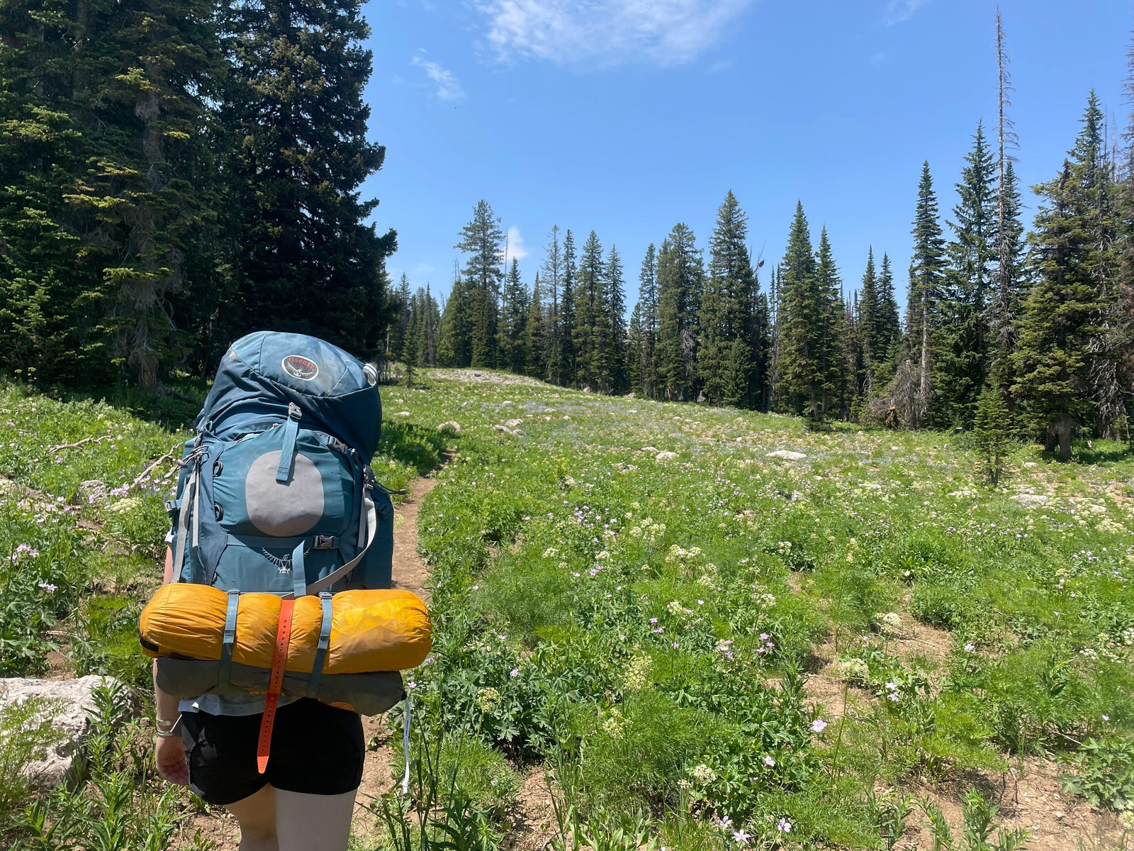 Image of a girl backpacking on a narrow mountain trail surrounded by green grass and pine trees on a beautiful sunny day